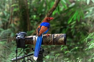 Birdwatching in Sinharaja Rainforest
