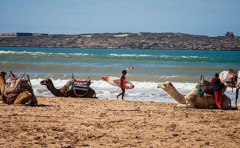 Private Day Trip from Marrakech to Essaouira's Medina