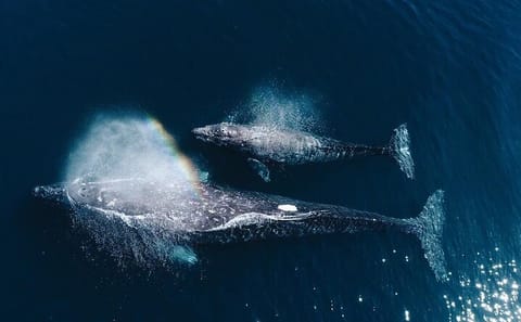 Dolphin and Whale Watching Tour in Negombo, Sri Lanka