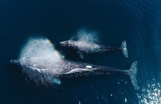 Dolphin and Whale Watching in Negombo
