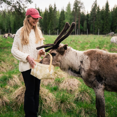 Taava Reindeer Farm – Reindeer & Lapland Traditions Year-Round
