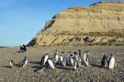 Patagonia Ranch and El Pedral Penguin Colony Tour from Puerto Madryn