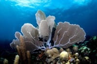 Scuba Diving at Catalina Island - 2 tank | 2 spots 8