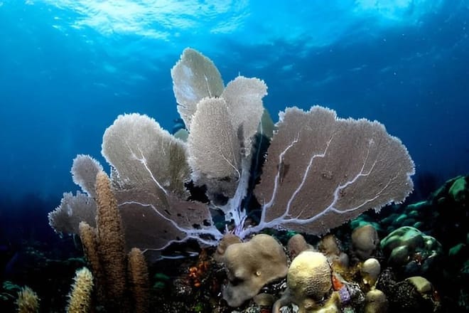 Scuba Diving at Catalina Island - 2 tank | 2 spots 8
