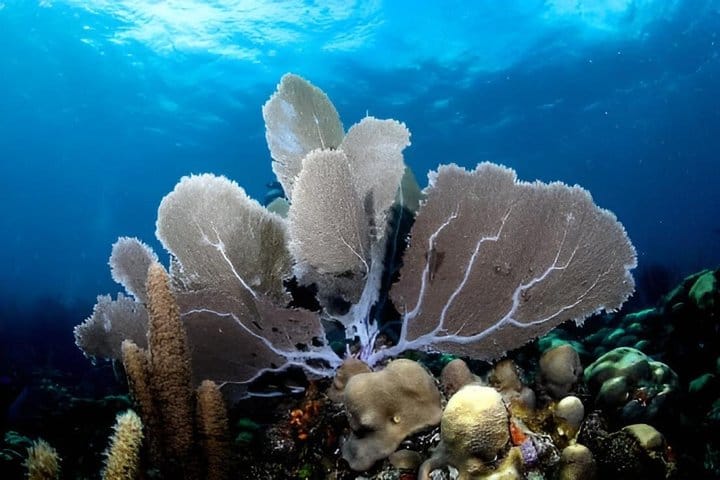 Scuba Diving at Catalina Island - 2 tank | 2 spots 8