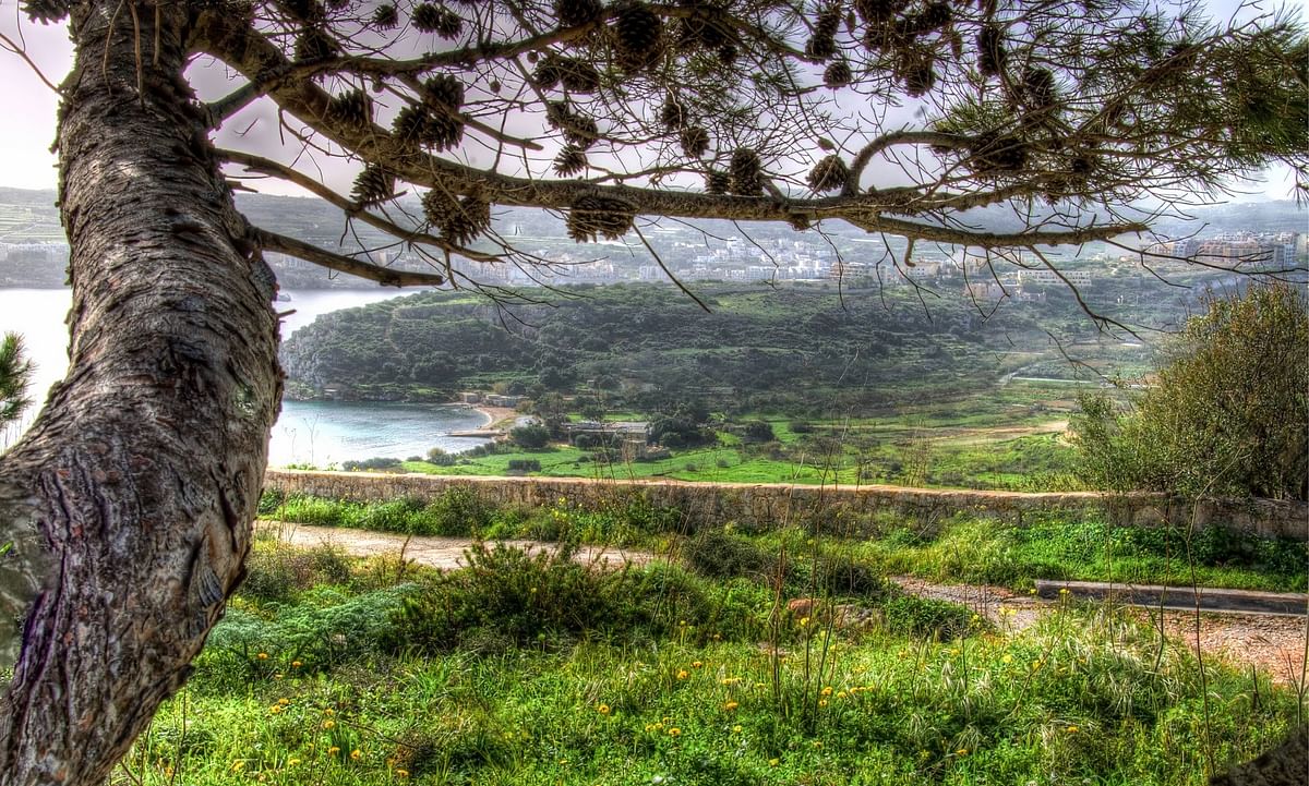 Mistra Valley & Selmun Nature Walk: Scenic Tour of Malta’s Flora