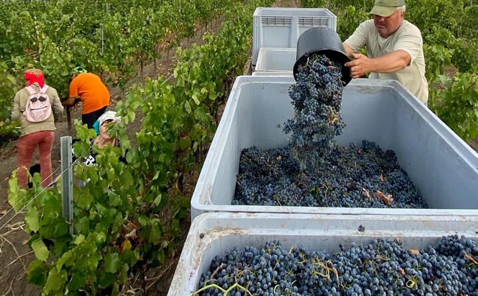 Wine Tasting Tour of Milesti Mici and Cricova in Moldova