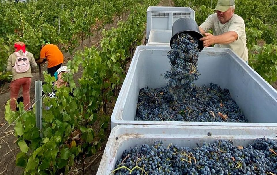 Wine Tasting Tour of Milesti Mici and Cricova in Moldova