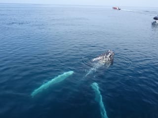 2.5-3 Hour Private Whale Watching on a yacht in Reykjavík, photo 17