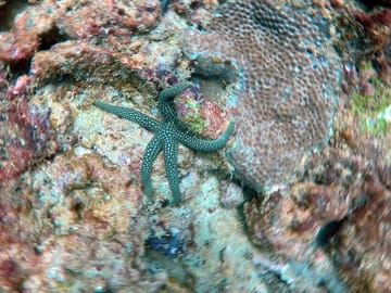 Night Diving Adventure in Negombo, Sri Lanka