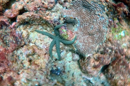 Night Diving in Negombo