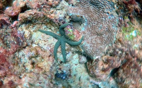 Night Diving Adventure in Negombo, Sri Lanka