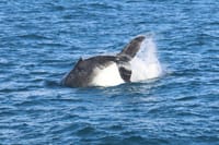 Reykjavík Whales & Buggy 10