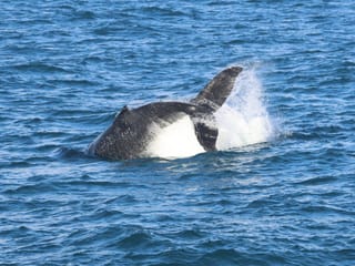 Reykjavík Whales & Buggy, photo 10