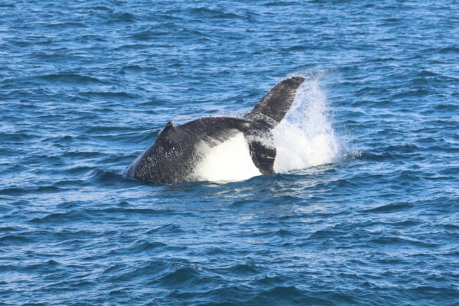 Reykjavík Whales & Buggy 10