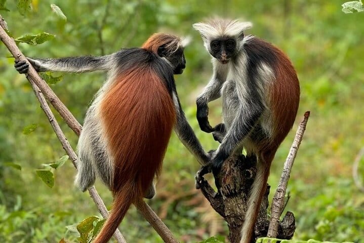 Zanzibar Swim with Dolphins and Turtles Visit at the Aquarium