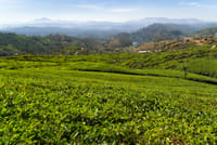 Experience of One Day Nuwara Eliya 3