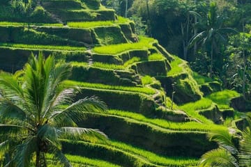 Ubud Cultural Day Tour with Private 15-Seater Van