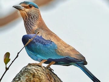 Bengaluru to Nagarhole National Park Wildlife Safari Tour