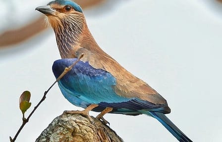 Bengaluru to Nagarhole National Park Wildlife Safari Tour