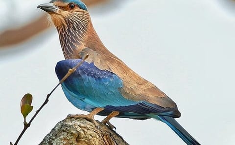 Bengaluru to Nagarhole National Park Wildlife Safari Tour