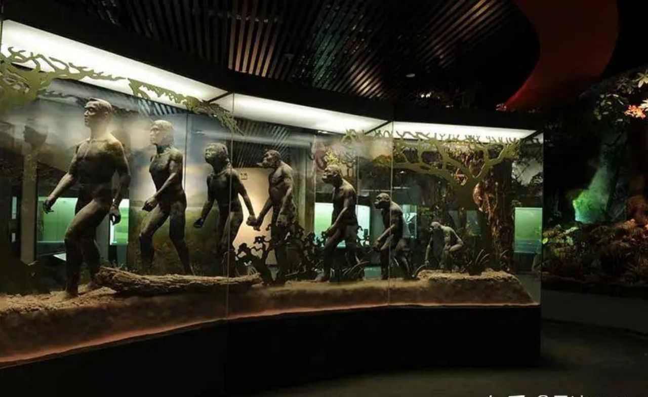 Presentation of the history of human evolution