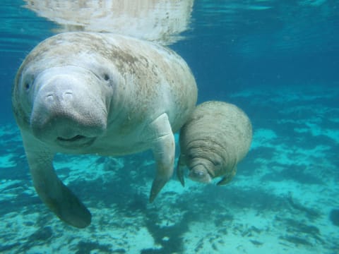 Riviera Maya-Puerto Aventuras Manatee Encounter 