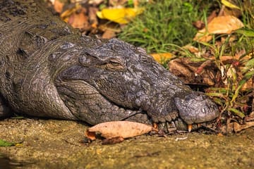 3-Days Chitwan National Park Tour from Kathmandu via Flight