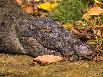 Chitwan National Park 3-Day Tour from Kathmandu by Flight