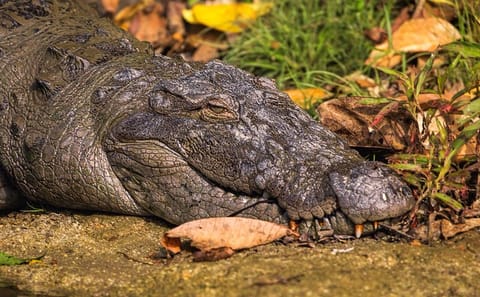 Chitwan National Park 3-Day Tour from Kathmandu by Flight