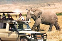 Masai mara game drive