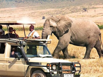 Masai mara game drive