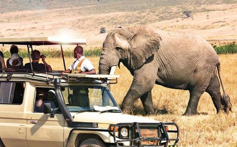 21-Day Kenya and Tanzania Safari with Mount Kilimanjaro Climb