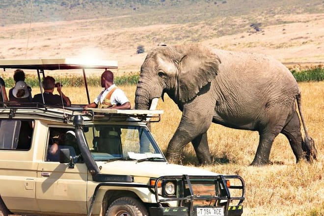 Masai mara game drive