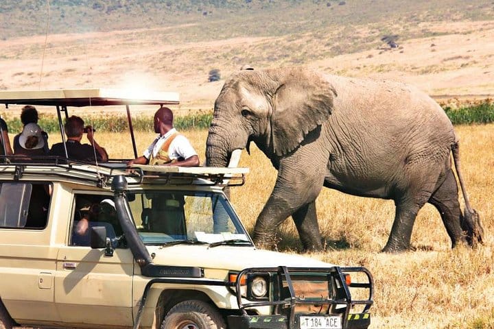Masai mara game drive