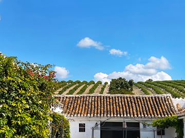 From Seville: Visit Traditional Oil Mill