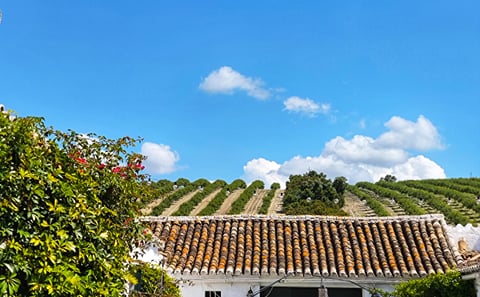 From Seville: Visit Traditional Oil Mill
