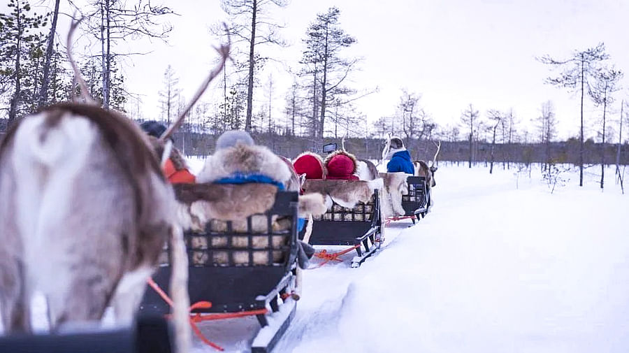 Reindeer Safari in Finnish Lapland