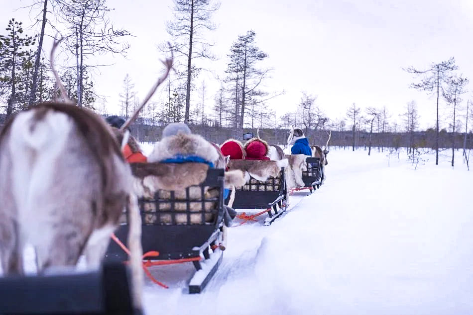 Reindeer Safari in Finnish Lapland