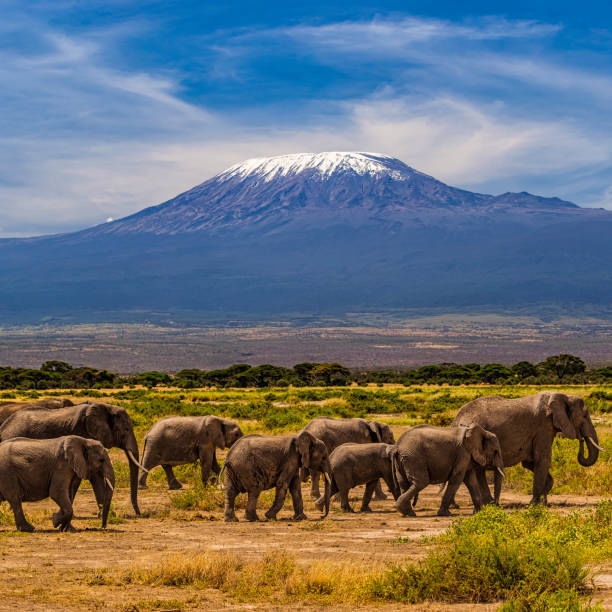 3-Day Amboseli and Tsavo West from Nairobi