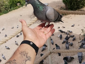 Pigeon Valley