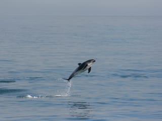 Classic Whale Watching from Dalvík, photo 13