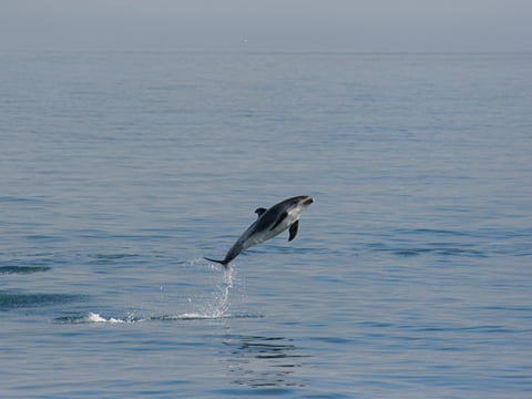 Classic Whale Watching from Dalvík, photo 13