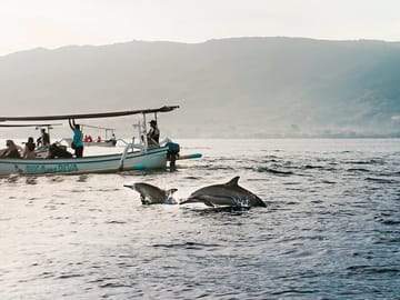 Dolphin