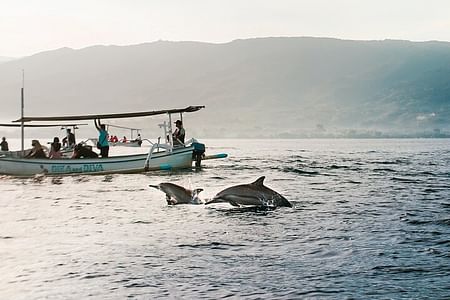 Unforgettable Dolphin Watching and Snorkeling Adventure in North Bali