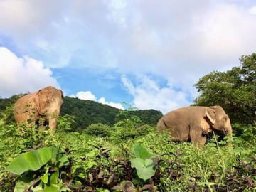 Half-Day Wildlife Reserve Elephant Sanctuary in Samui