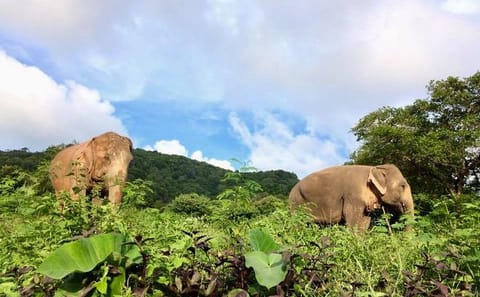 Koh Samui: Half-Day Etihcal Elephant Observation Tour
