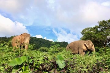 Pattaya’s Ethical Choice: Elephant Sanctuary Visit