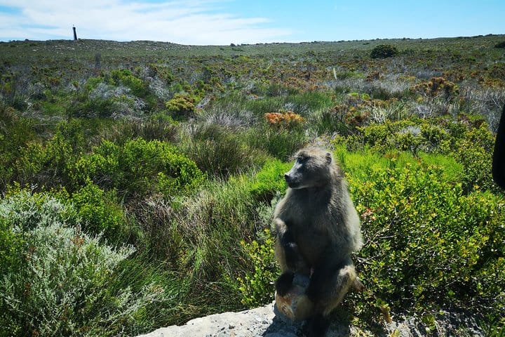 Baboon a common sight in Cape Town