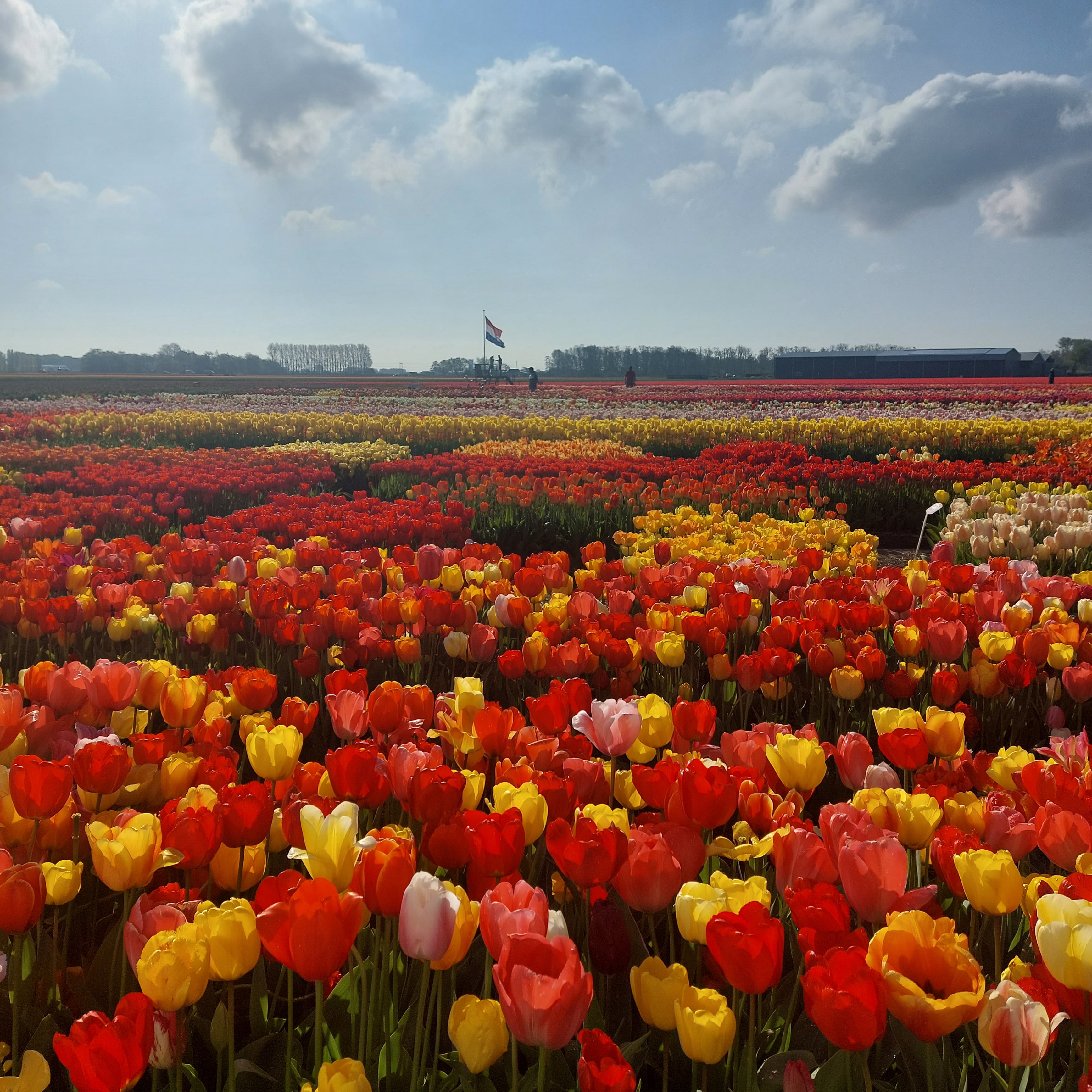 Rows of red, yellow, orange and pink tulips stretching across a Dutch flower field beneath a partly cloudy sky.
